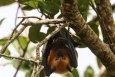 Руслан Кожухов в Инстаграм: Вот такие летучие лисицы живут на Сейшельских